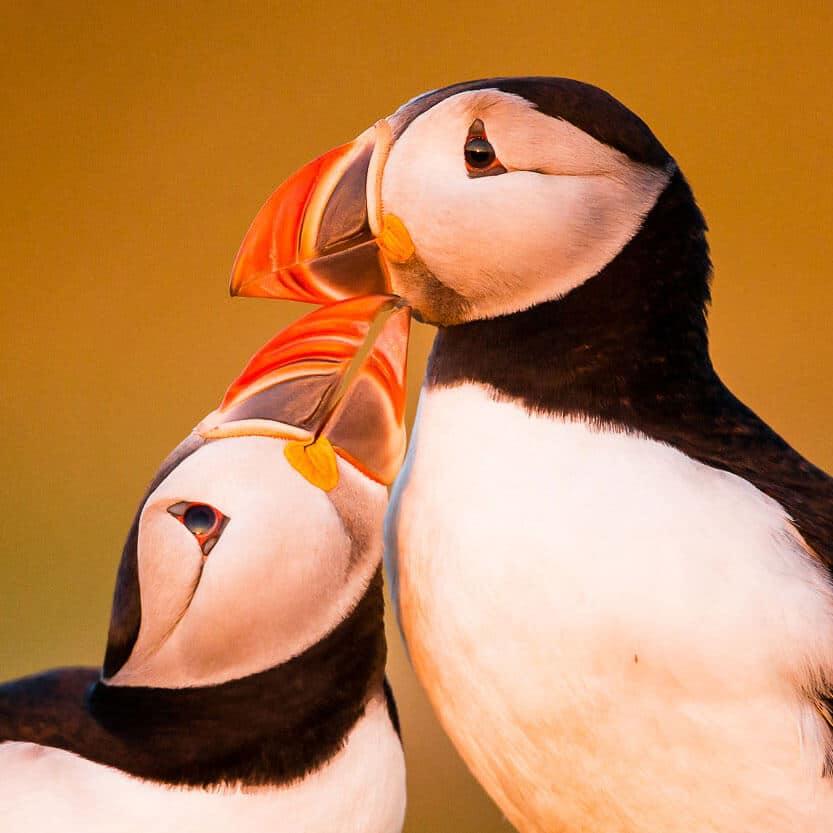 5 Tips for Seabird Photography Success with Kevin Morgans