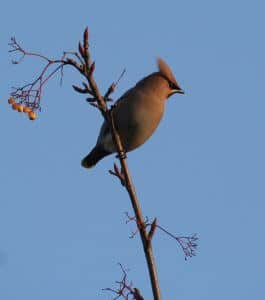 Waxwing-perched