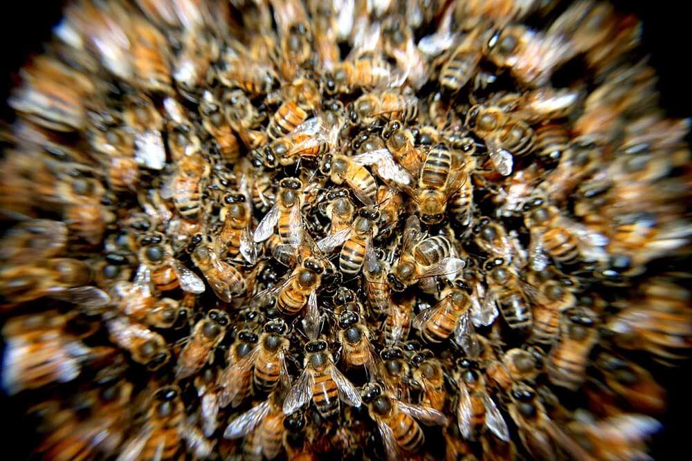 Bees macro photography