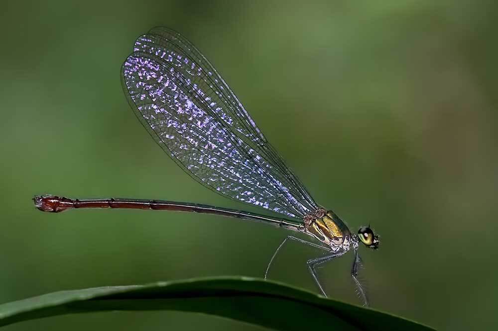 damselfly macro photography