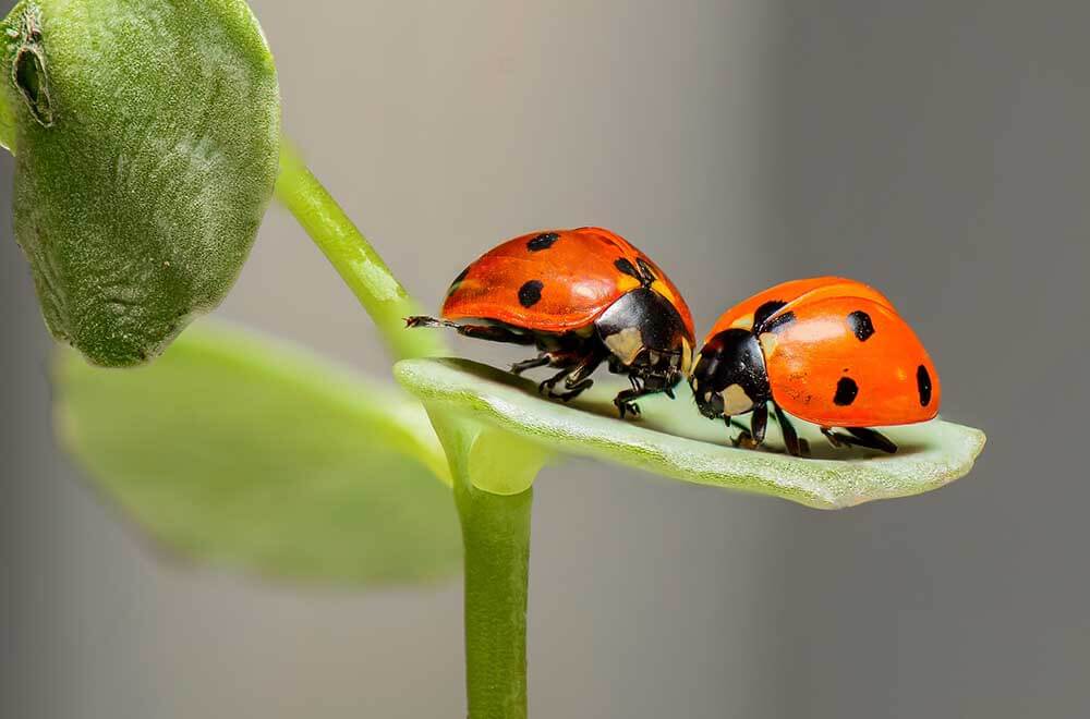 Lady birds on leaf macro photography