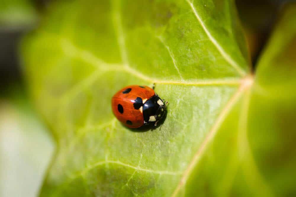 Ladybug on leaf digital cameras image.