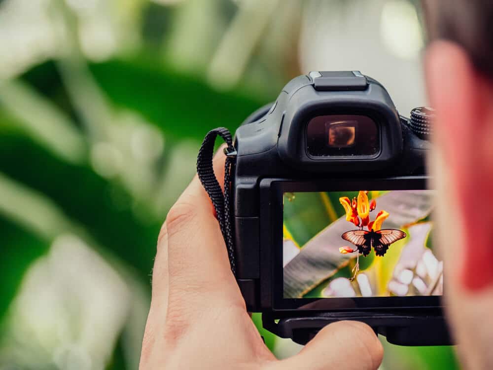 camera taking photo of butterfly