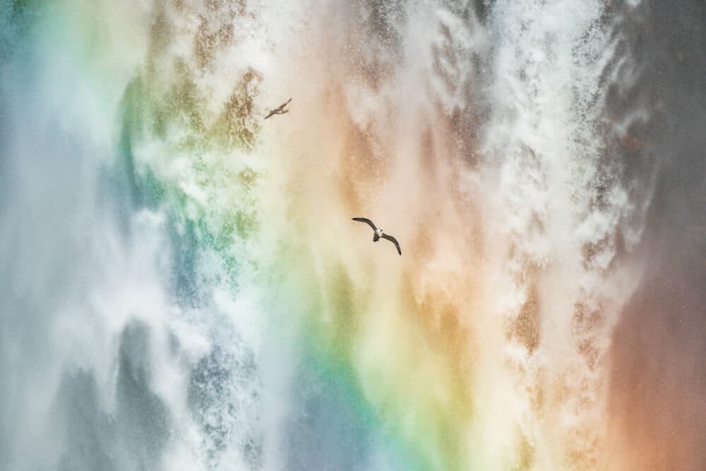 birds flying through rainbow