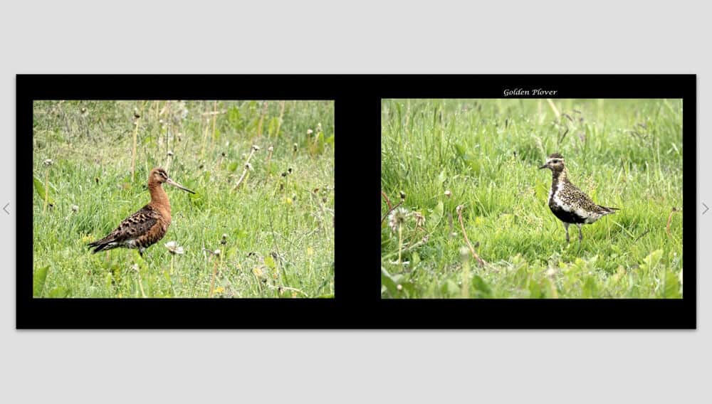 Digital camera images of a bird.
