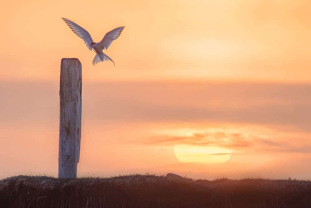 bird landing on fence post with sunset backdrop