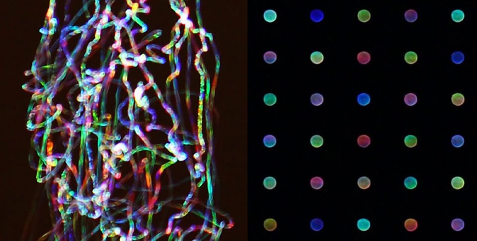 Left: Intentionally moving the camera to light-paint with Sirius. Right: Out of focus shots of Sirius arranged in pop-art style