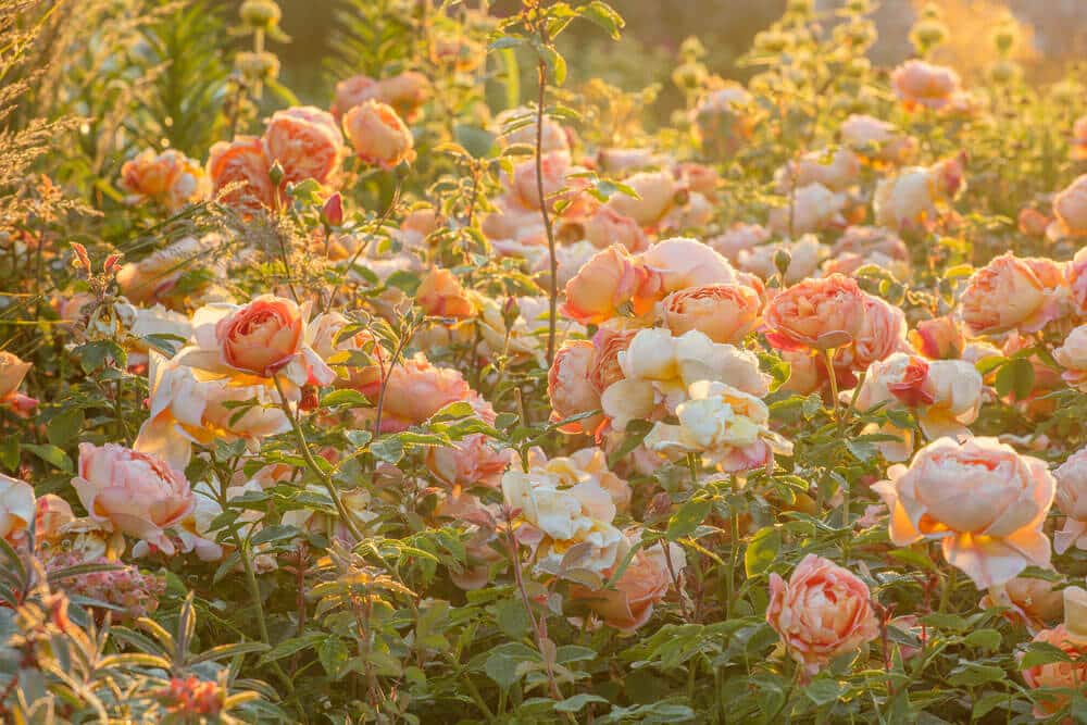 Blush pink roses in garden