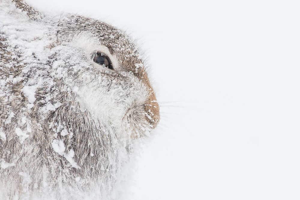 white snow hare covered in snow