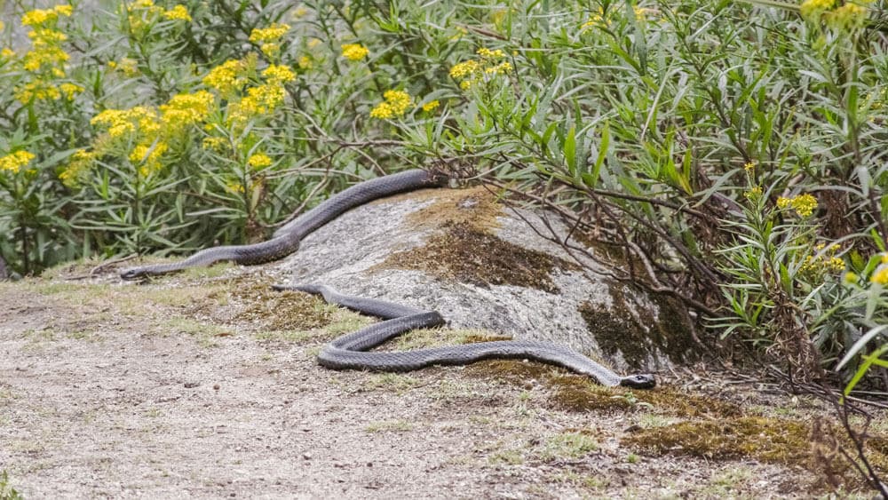 snake