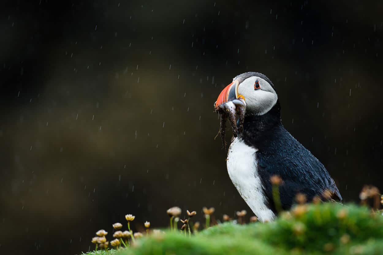 Puffin eating picture taken by nikon lenses store.