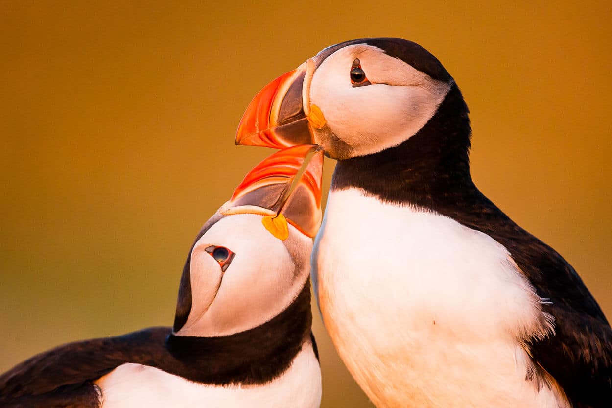 Puffins image photgraphy shops uk copy.