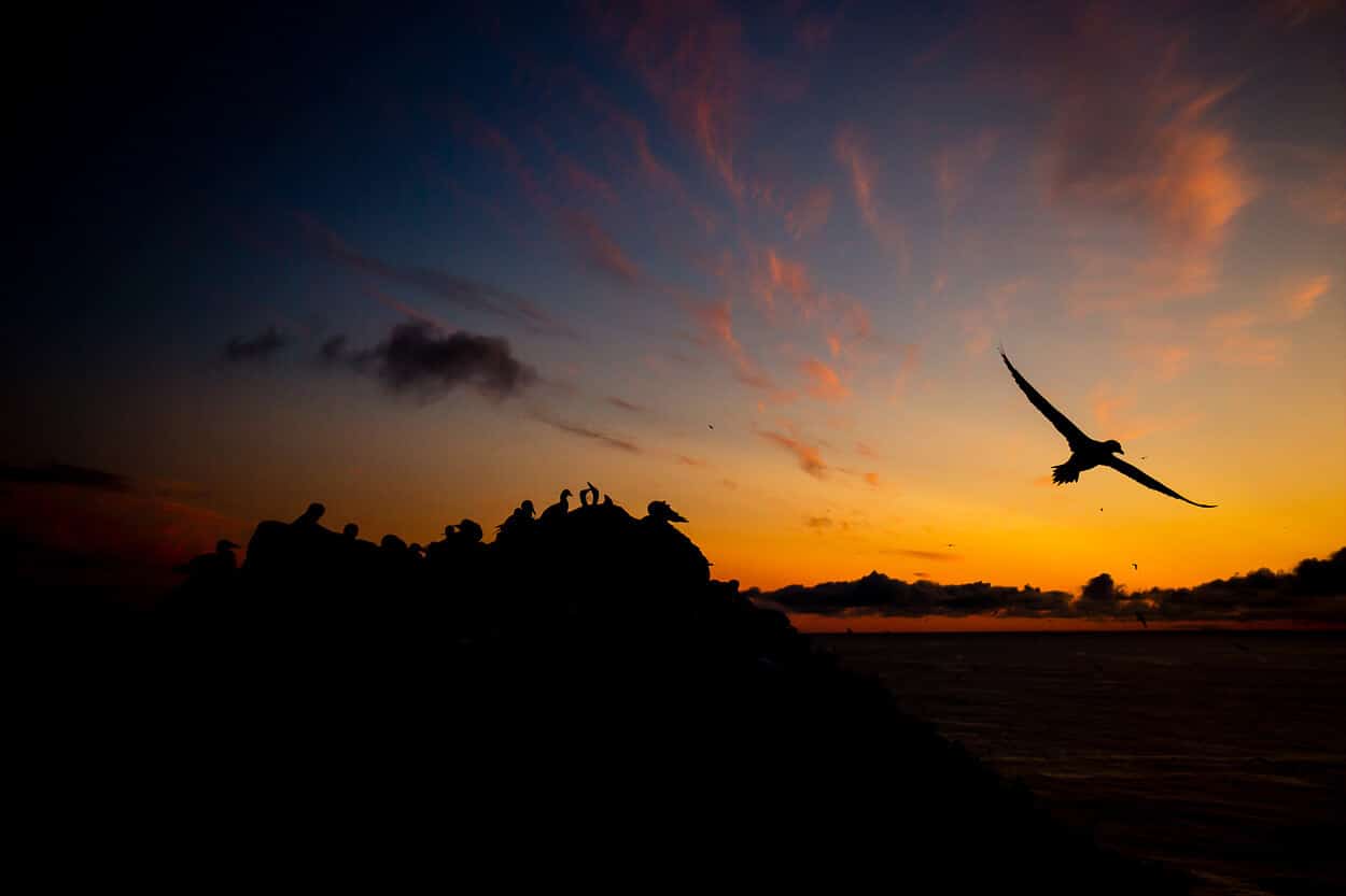 Bird image from cheap cameras online website.