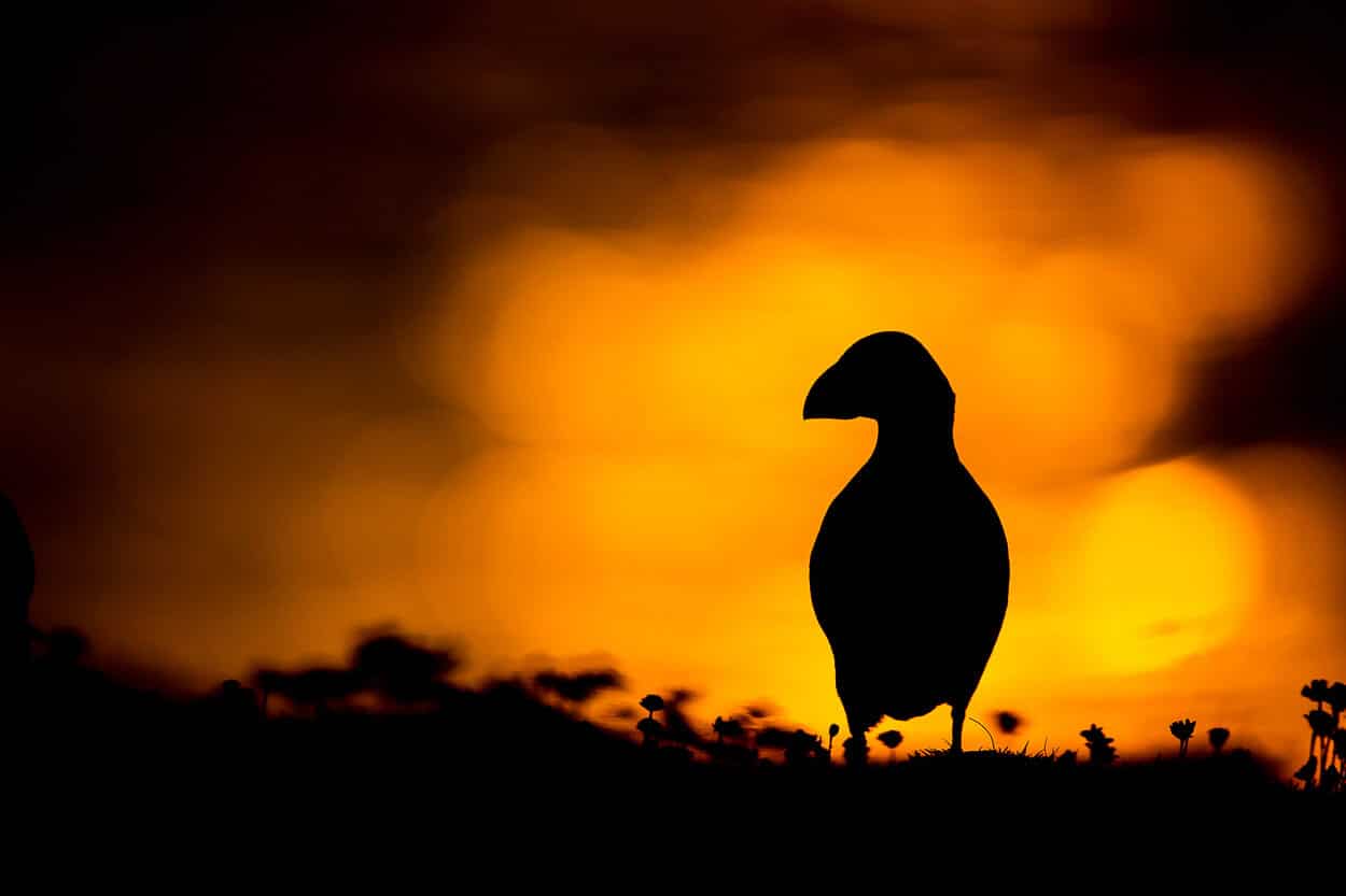 Puffin shadow by Olympus seller.