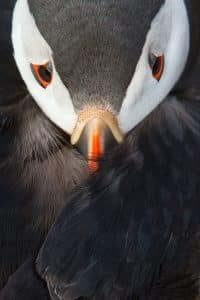 Close up of puffin by Kodak disposable camera seller.