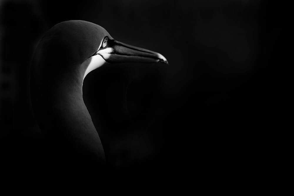 Image of bird by canon mirrorless digital cameras provider.