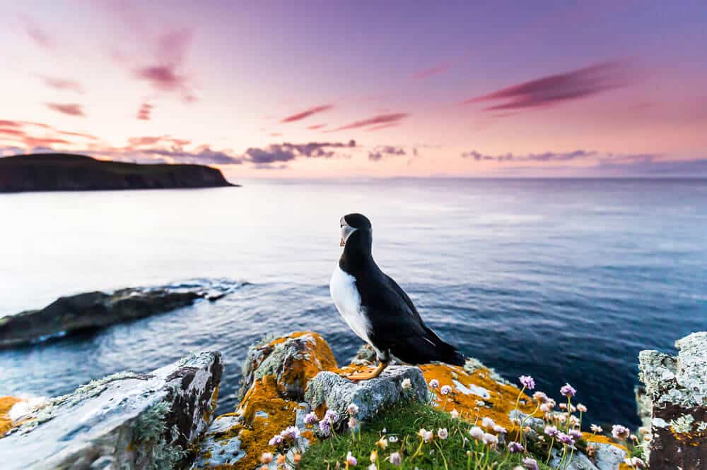 Cheaop cameras online website image of a puffin.