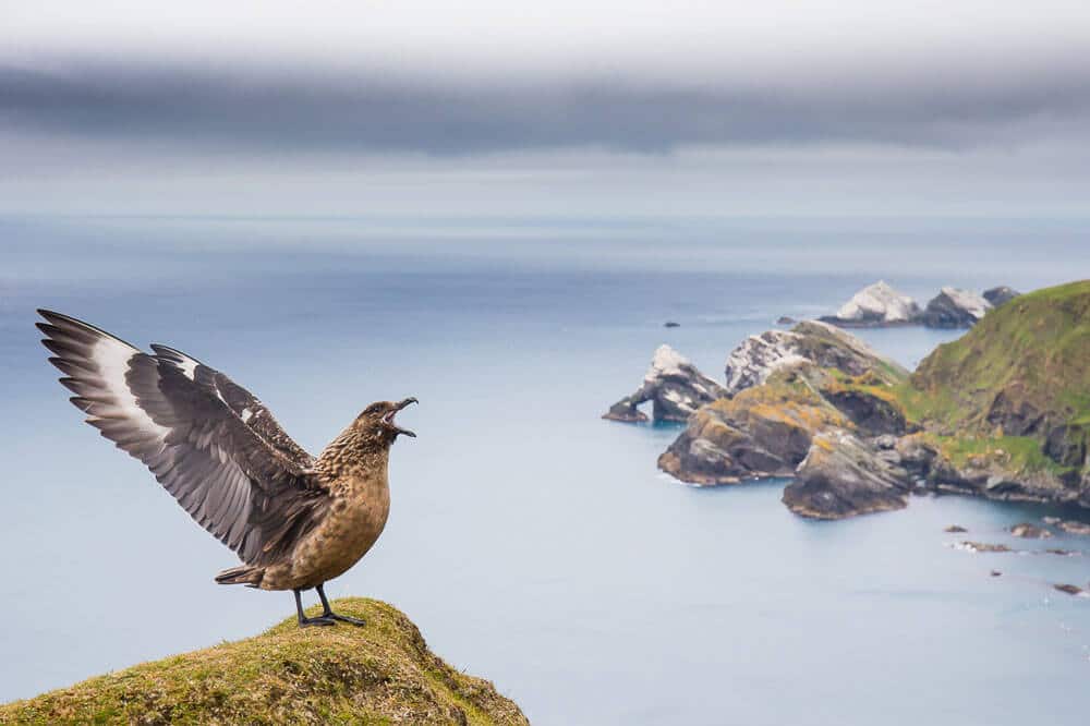 Bird squeaking by cheap cameras online web page.
