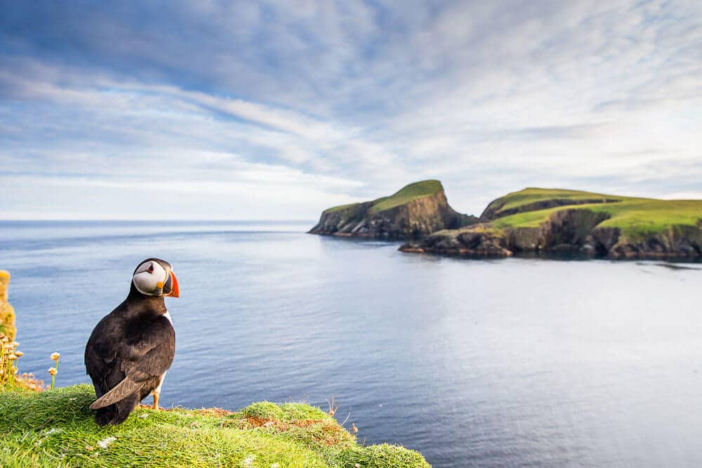 Puffin pic by phone gimbal store uk.