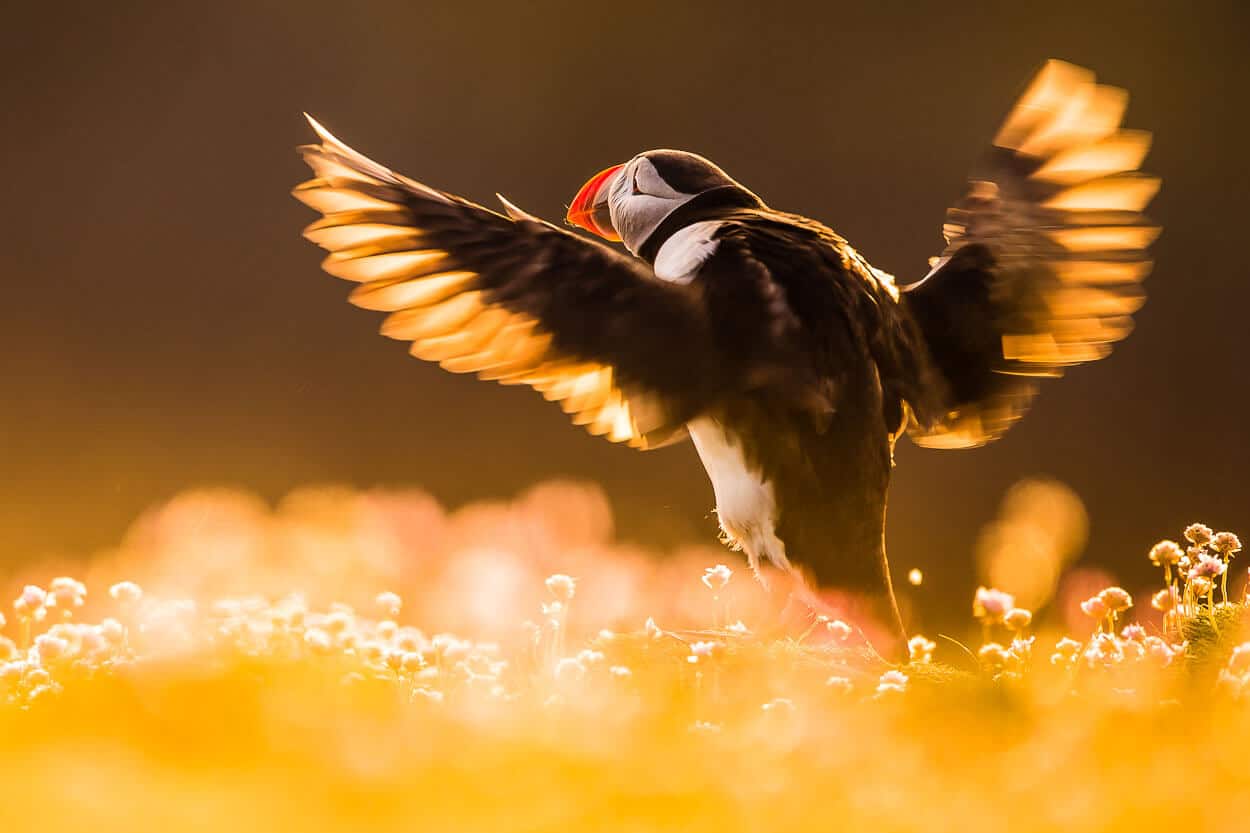 Puffin taking flight. Picture by Wilkinson.