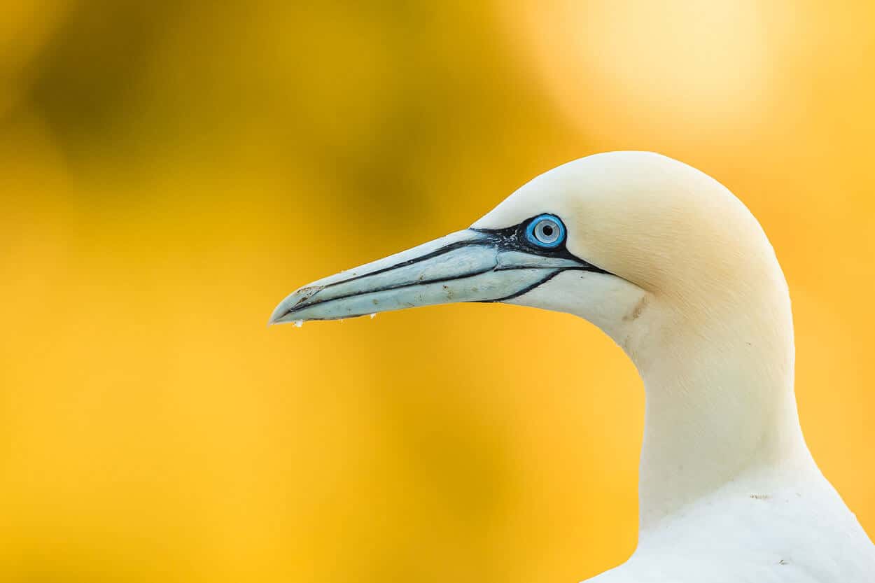Beauiful bird by part exchange binoculars website.