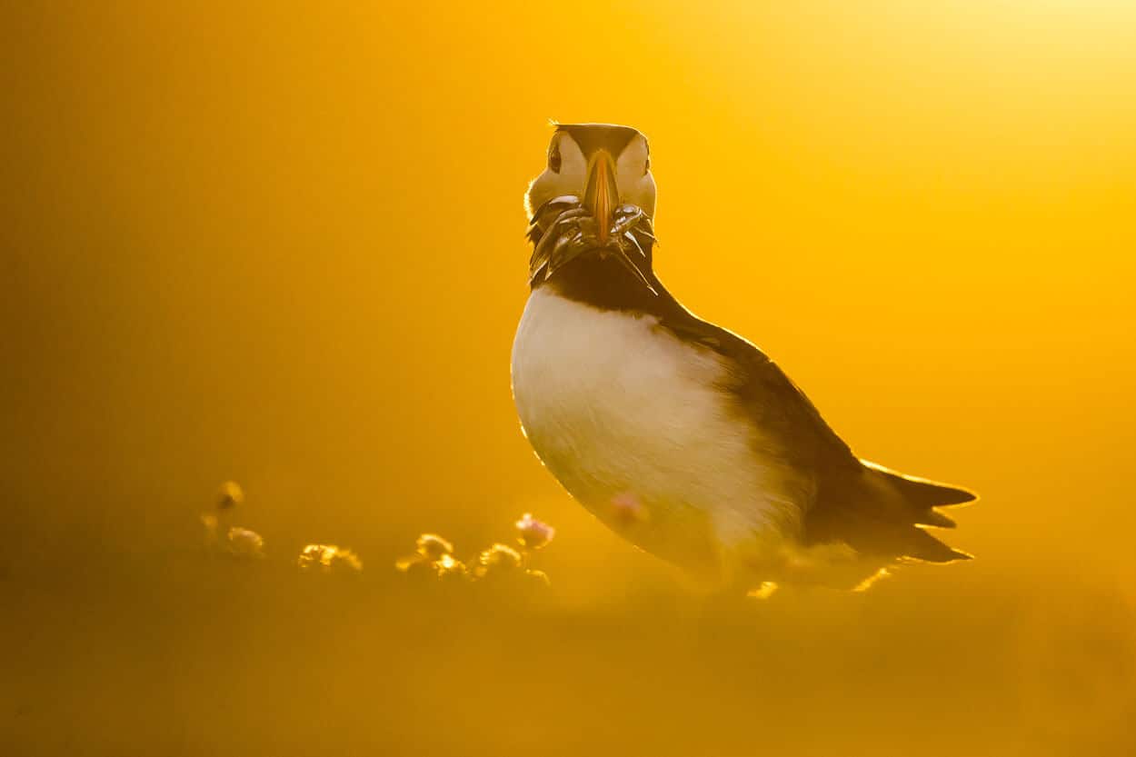 Canon dslr seller's pic of a puffin eating.