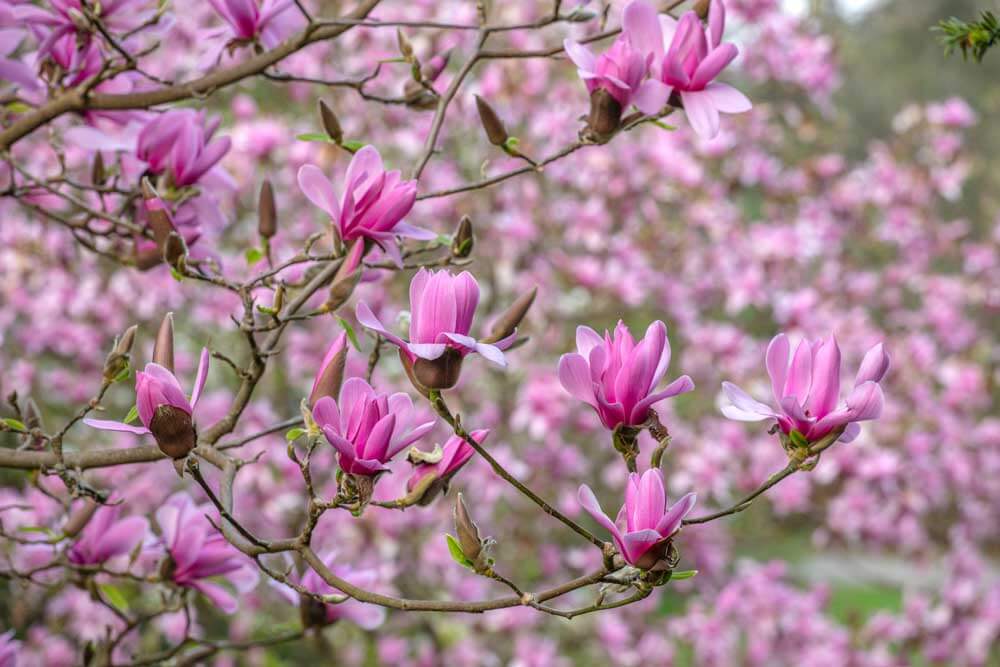 close up of pink flowers on tree