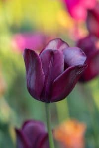 up close shot of purple tulip