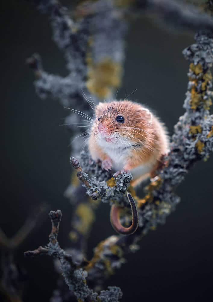 close up of a brown harvest mouse perched on a plant with tail curled underneath