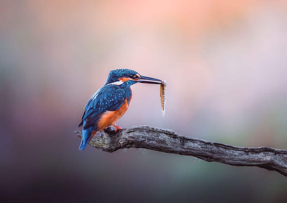 Tiny blue kingfisher with an orange belly, perched on the edge of a tree branch and holding a small fish in its beak