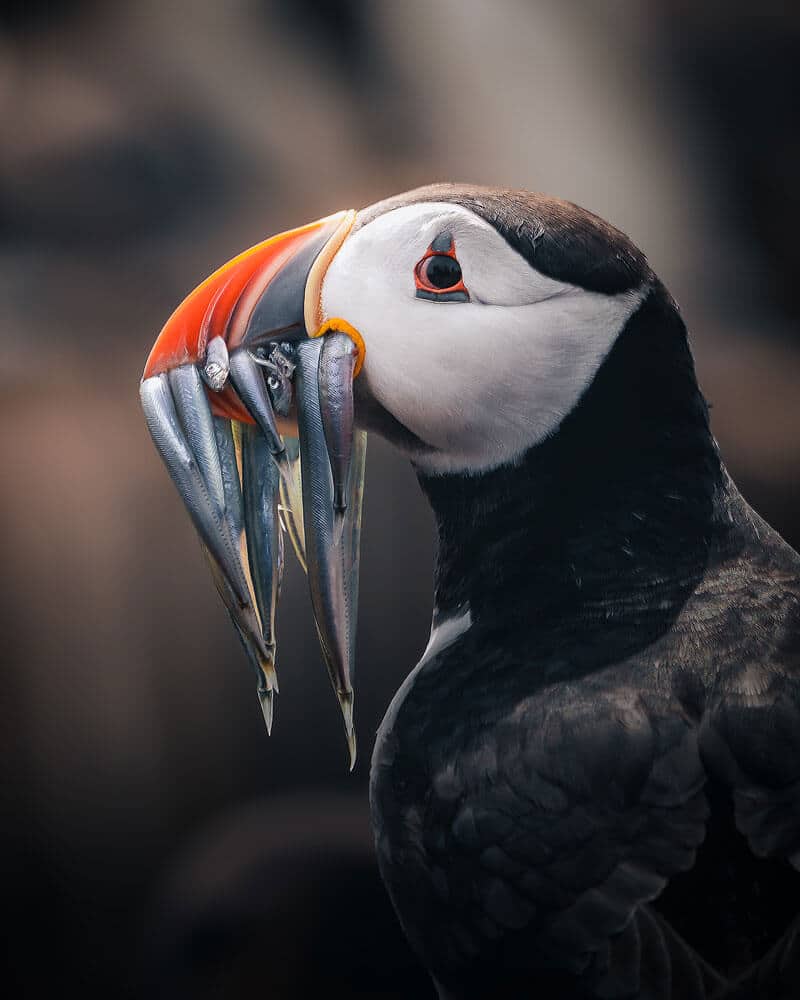 side profile headshot of a puffin with a beak full of silver sand eels