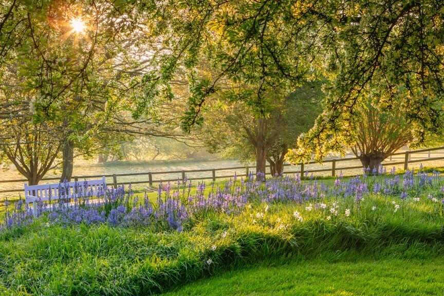 Purple flowers beneath a large leafy tree