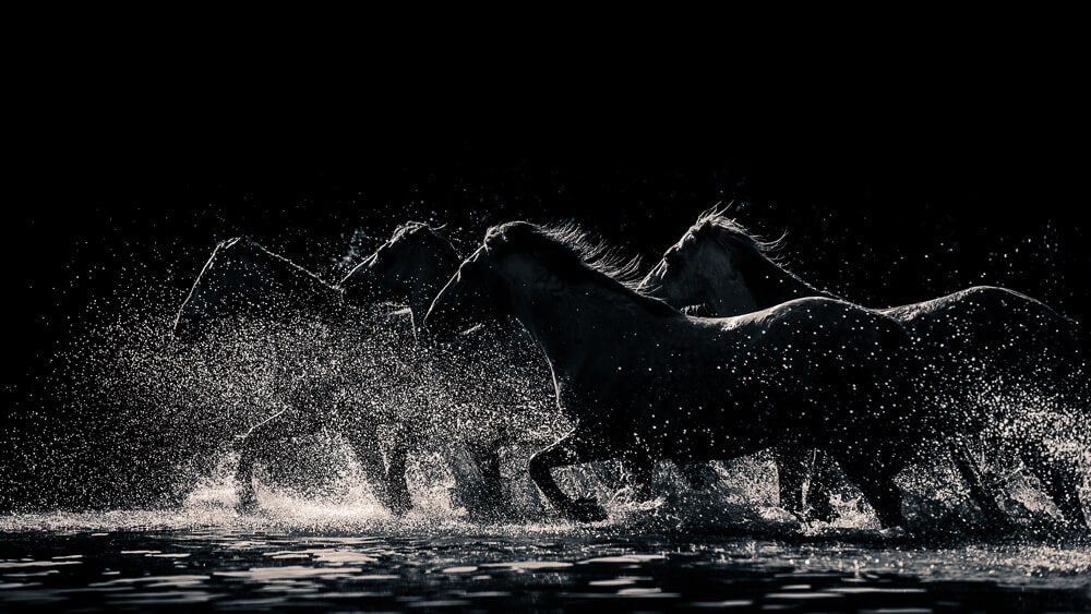 Horses taken by nikon camera.