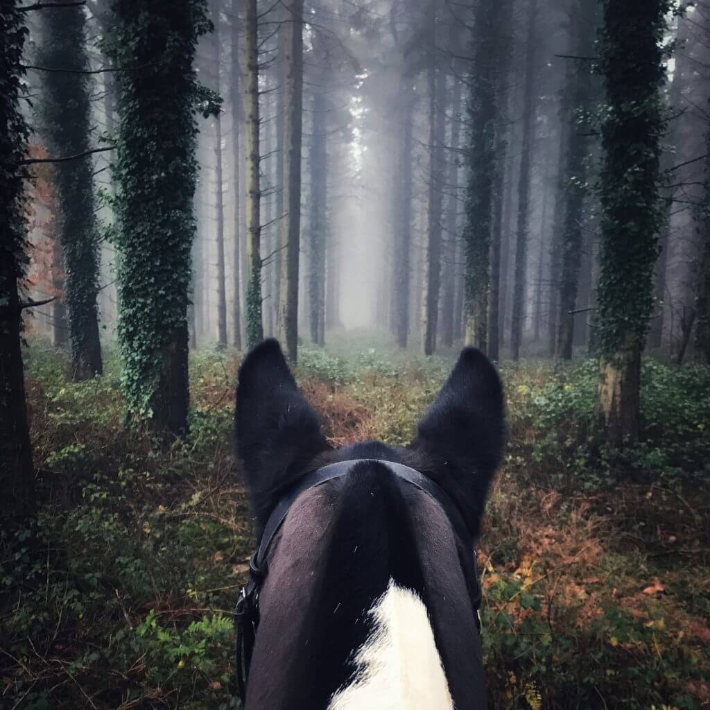 Person on a horse taken by canon cameras.