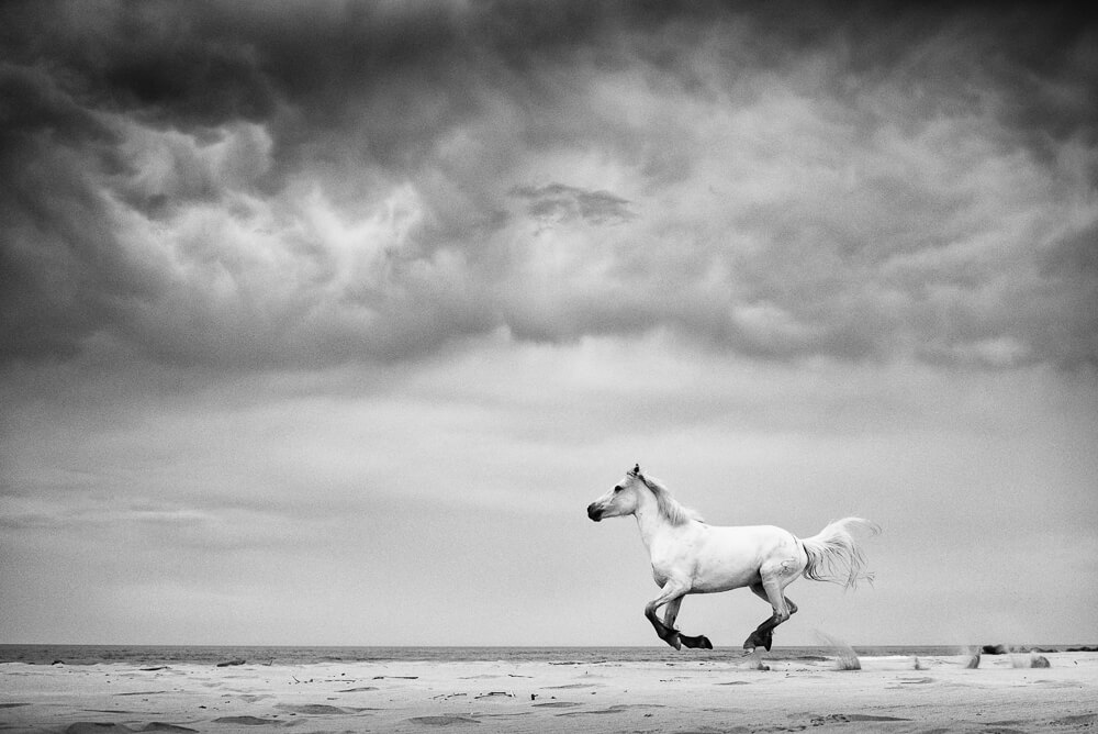 Horse picture taken by eos r camera.