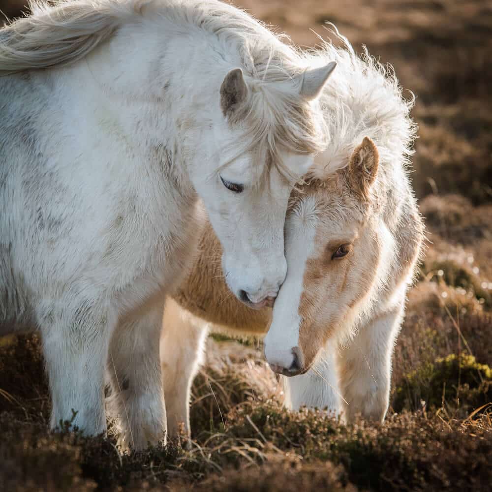 Horses picture taken by cameras.