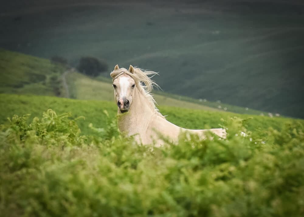 Horse looking at digital camera lens.