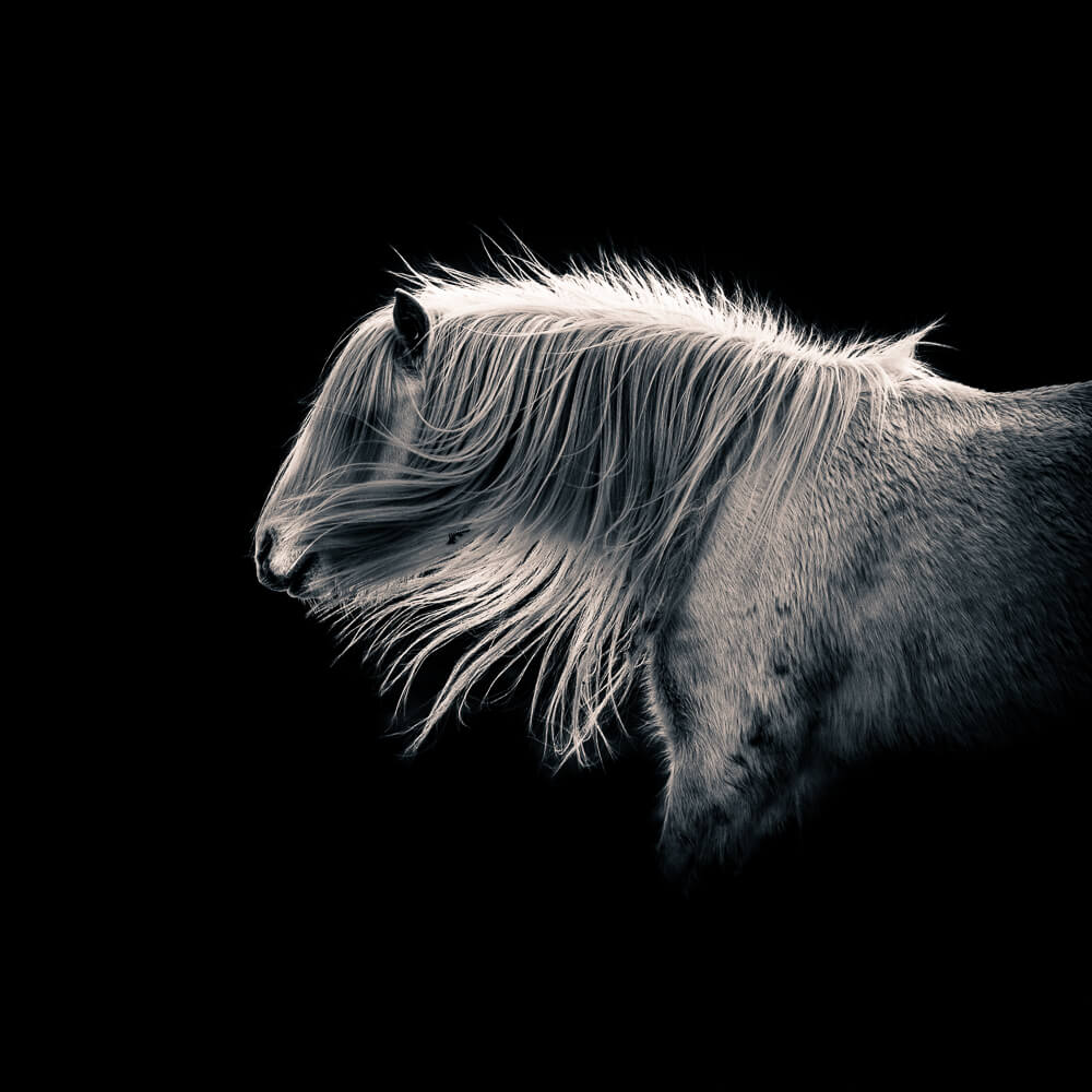 Side of horse, taken by nikon camera.