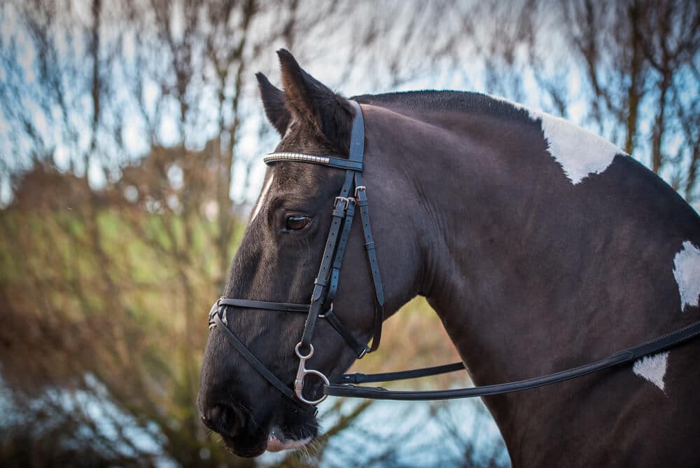 Horse side profile, taken by photography shops.