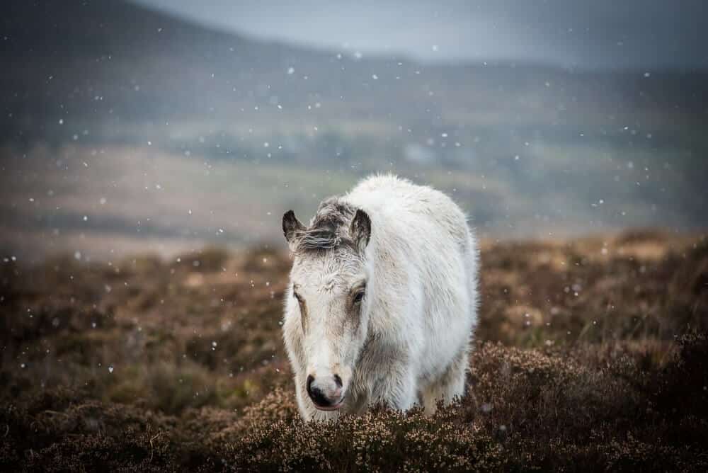 Horse picture taken with clear camera lenses.