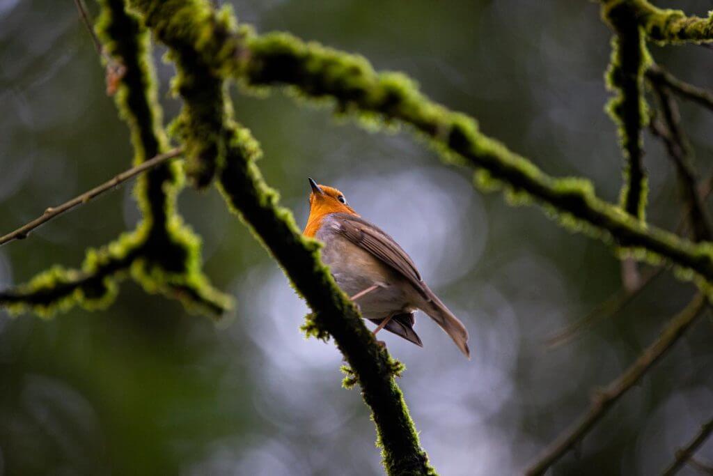 bird picture from camera lenses provider