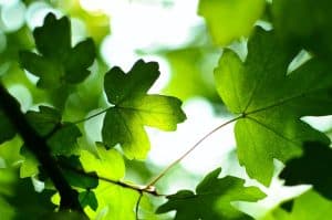 green leaves backlit by the sun