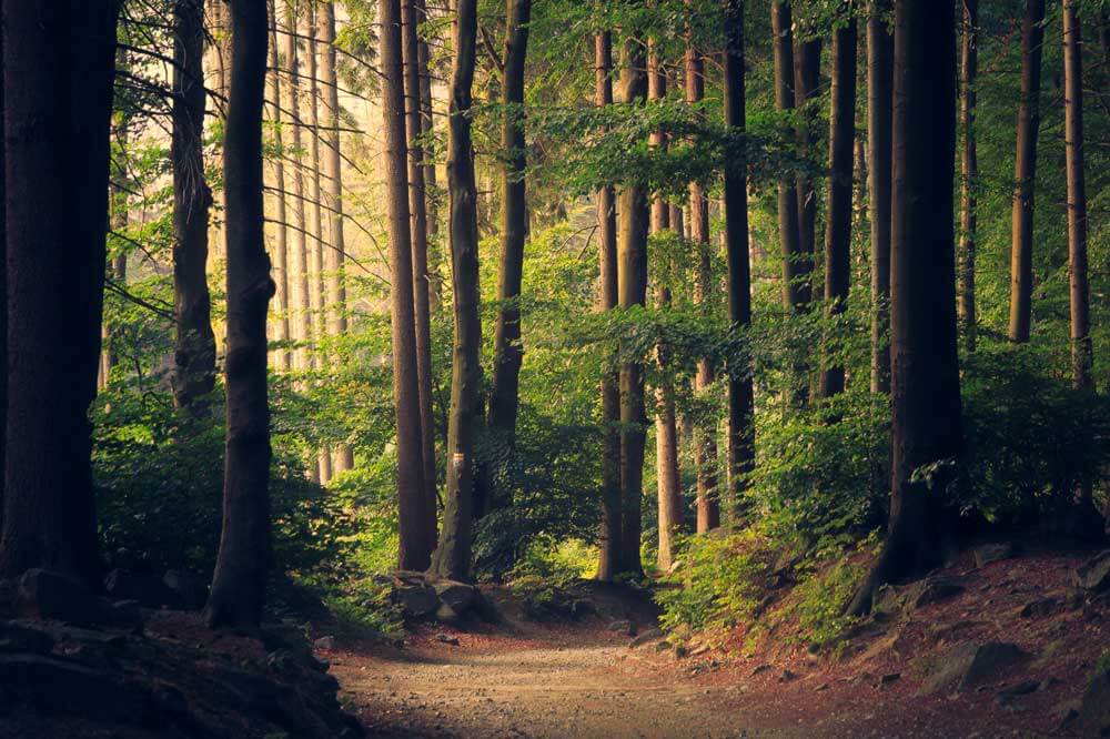 forest with light pouring in through the trees and a pathway through the centre