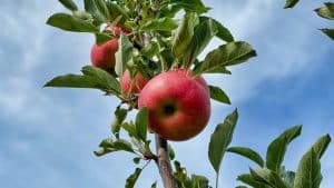 apple hanging from a branch surrounded by green leaves