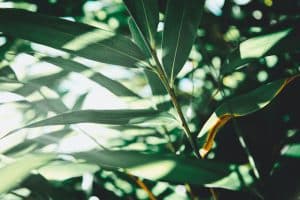 close up of long thin leaves backlit by the sun.