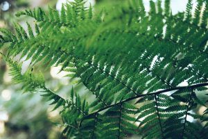 close up of fern leaves