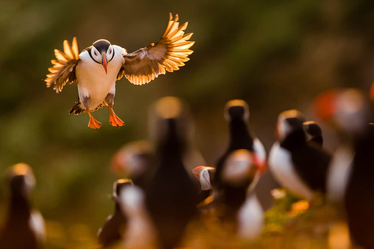 wildlife photo from second-hand dslrs provider