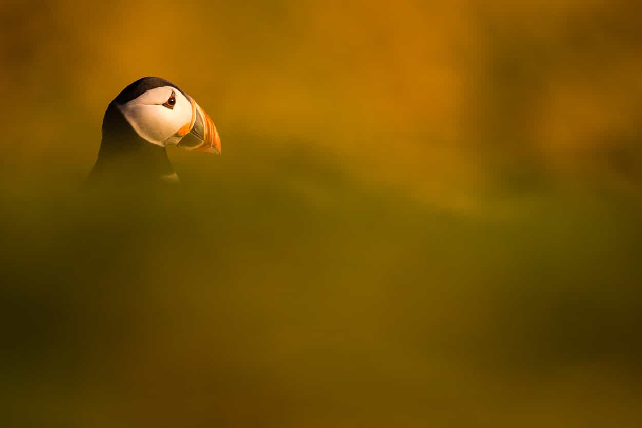 puffin photograph by digital cameras and polaroid cameras supplier uk