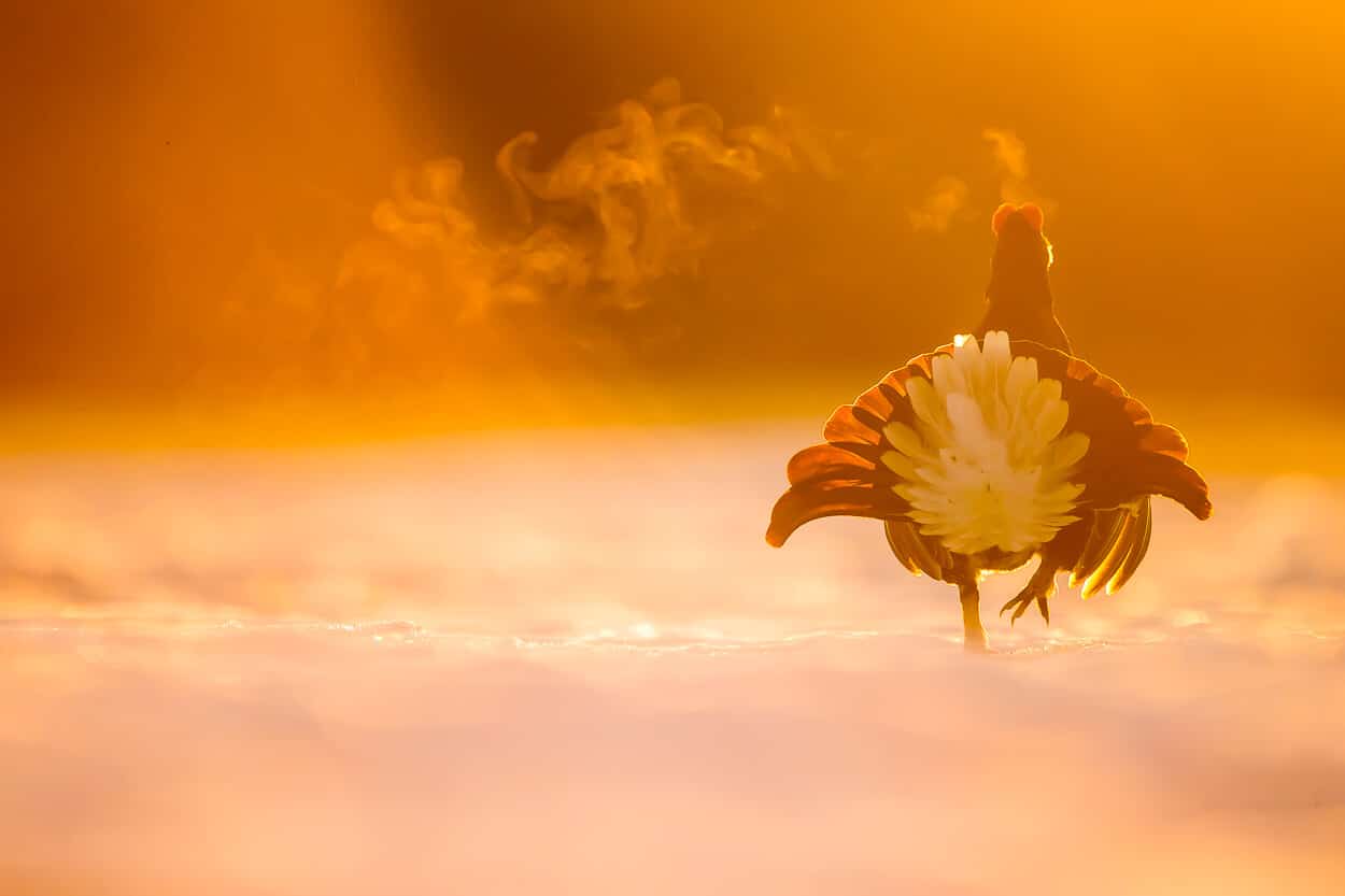 photography shops uk peacock picture
