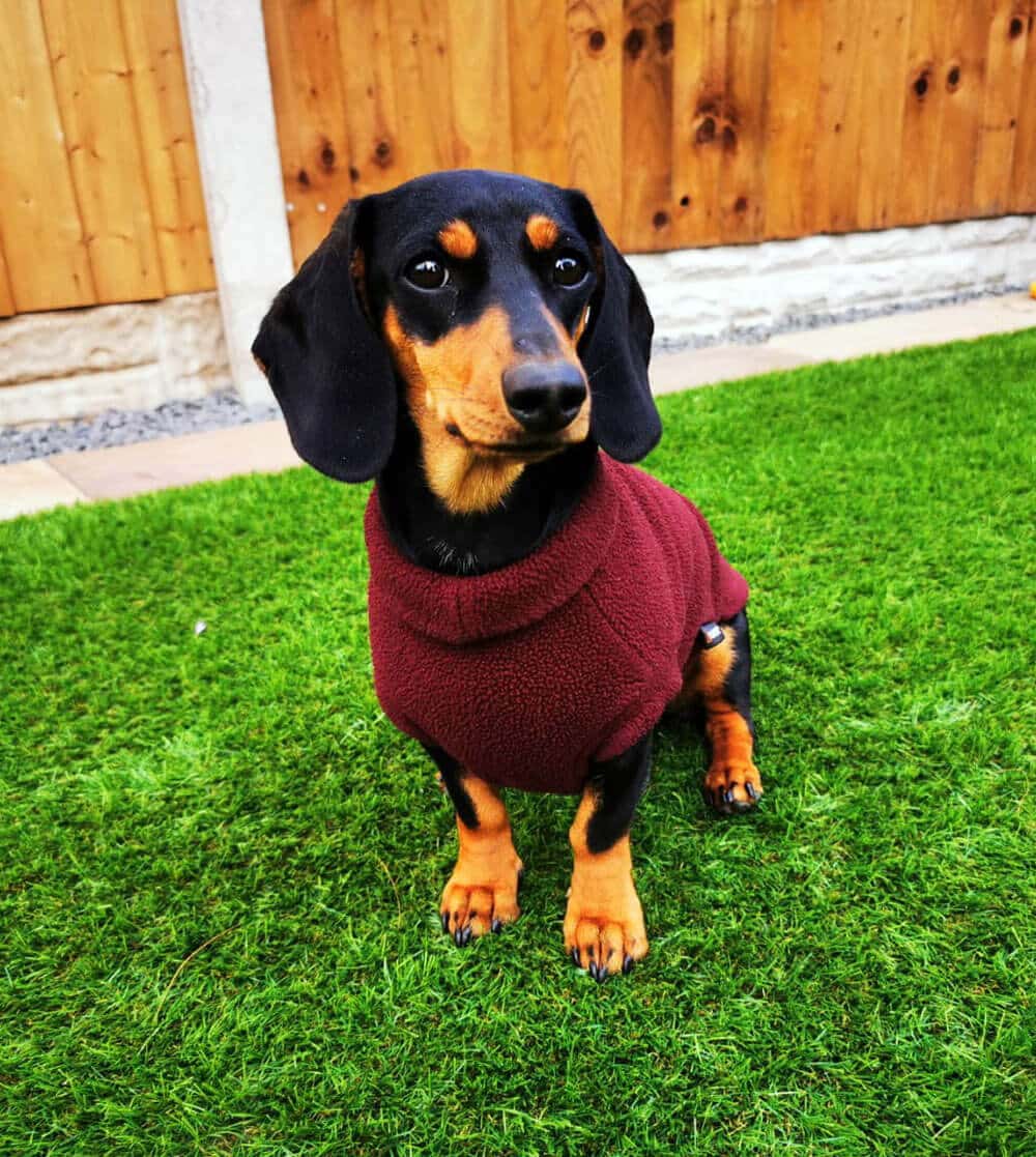 Abbie's miniature dachshund, Margot